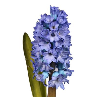 Hyacinth Delft Blue (Blue) 30cm
