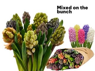Hyacinth Mixed Bunch 30cm