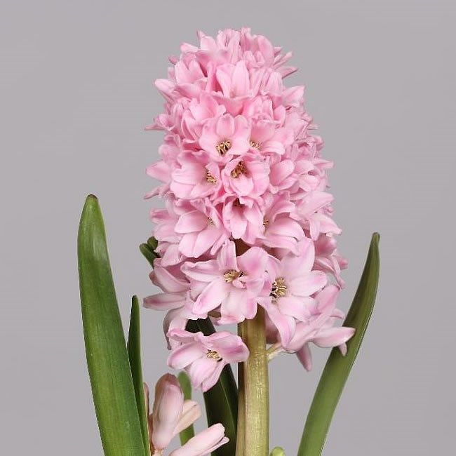 Hyacinth Fondant (Pink) 30cm