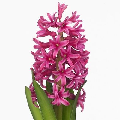 Hyacinth Johanna (Pink) 30cm