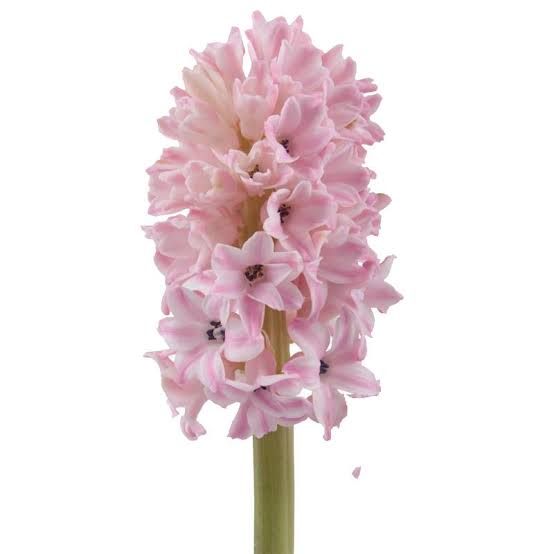 Hyacinth- Fondant 30cm