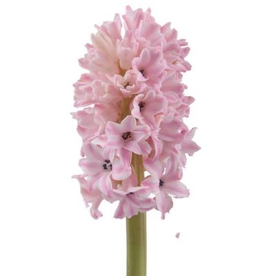 Hyacinth- Fondant 30cm