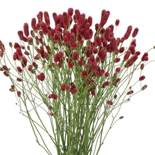 Sanguisorba Red Dream 80cm