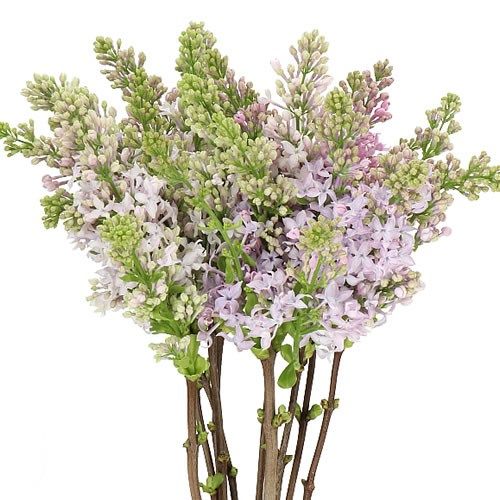 Syringa (Lilac) 40cm
