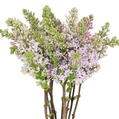 Syringa (Lilac) 40cm