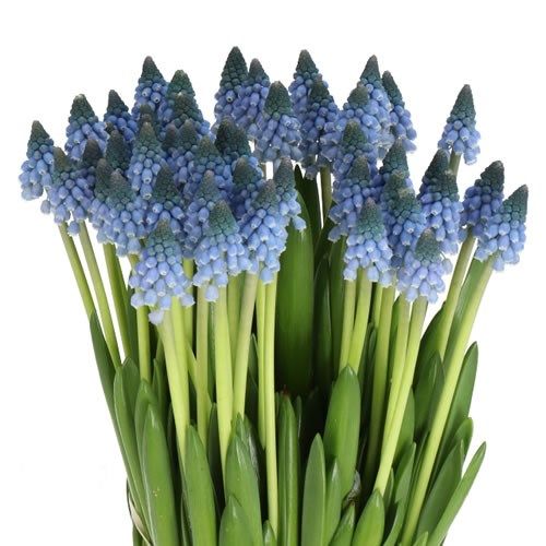 Muscari Carola (Blue) 30 cm