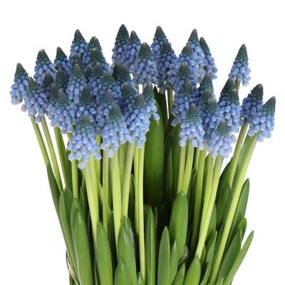 Muscari Carola (Blue) 30 cm