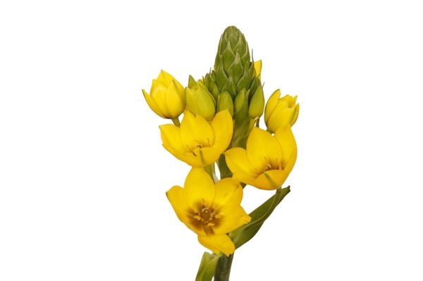 Star of Bethlehem (Yellow) 35 cm