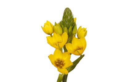 Star of Bethlehem (Yellow) 35 cm