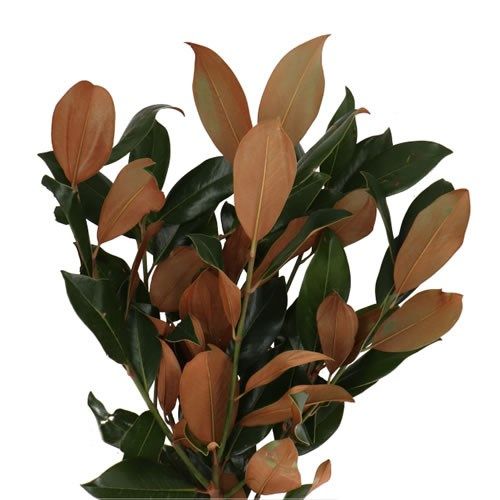 Magnolia Leaf 70cm 400g