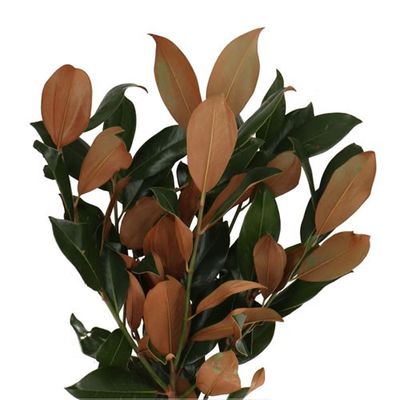 Magnolia Leaf 70cm 400g