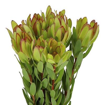 Leucadendron Safari Goldstrike 60cm