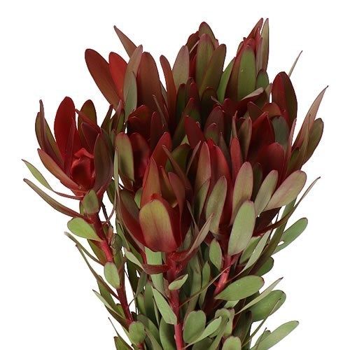 Leucadendron Safari Sunset 60cm