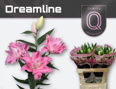 Double Oriental Lily - Dreamline 55cm 3+