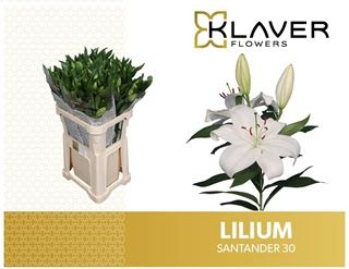 Oriental Lily - Santander (White) 85cm