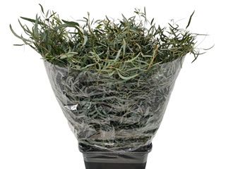 Eucalyptus Nicholii 70cm 200g