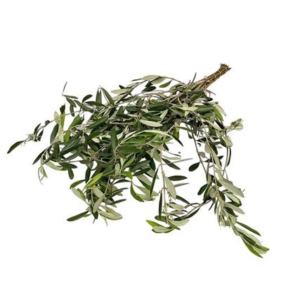 Olive branch 60cm 300g