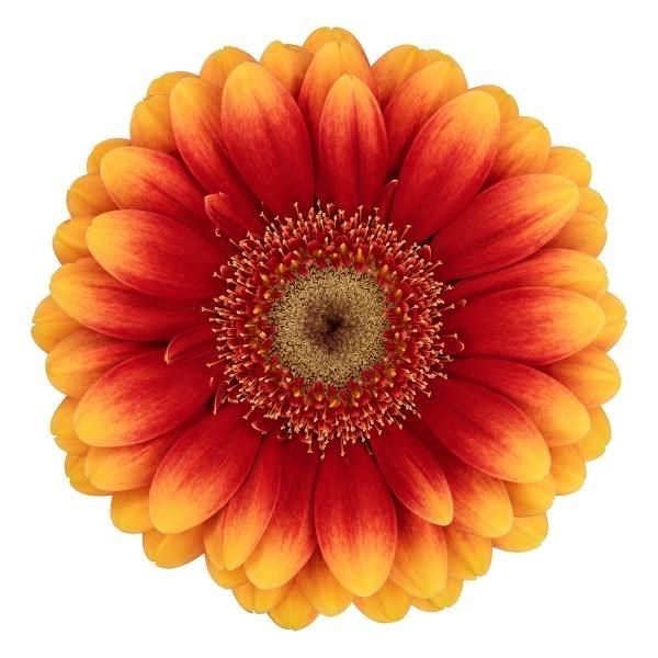 Gerberas Juanita (Orange/yellow) 44cm