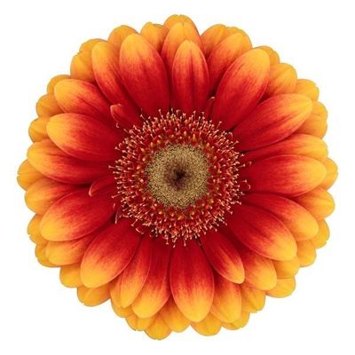 Gerberas Juanita (Orange/yellow) 44cm