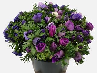 Anemone Galilee Blue 40cm