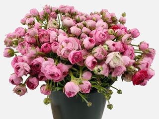 Ranunculus Light Pink 40cm