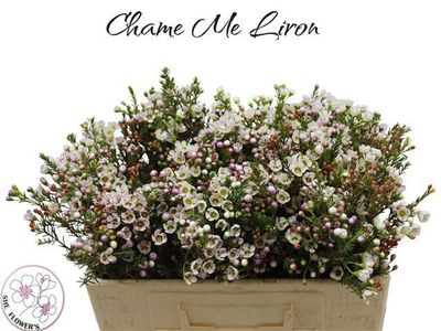 Waxflower Liron 50cm