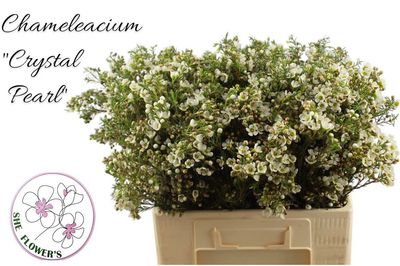 Waxflower Crystal Pearl 60cm