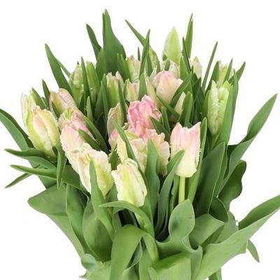 Parrot Tulips -Cabanna