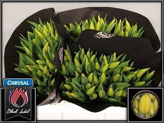 Tulip Strong Gold (Yellow) 38cm