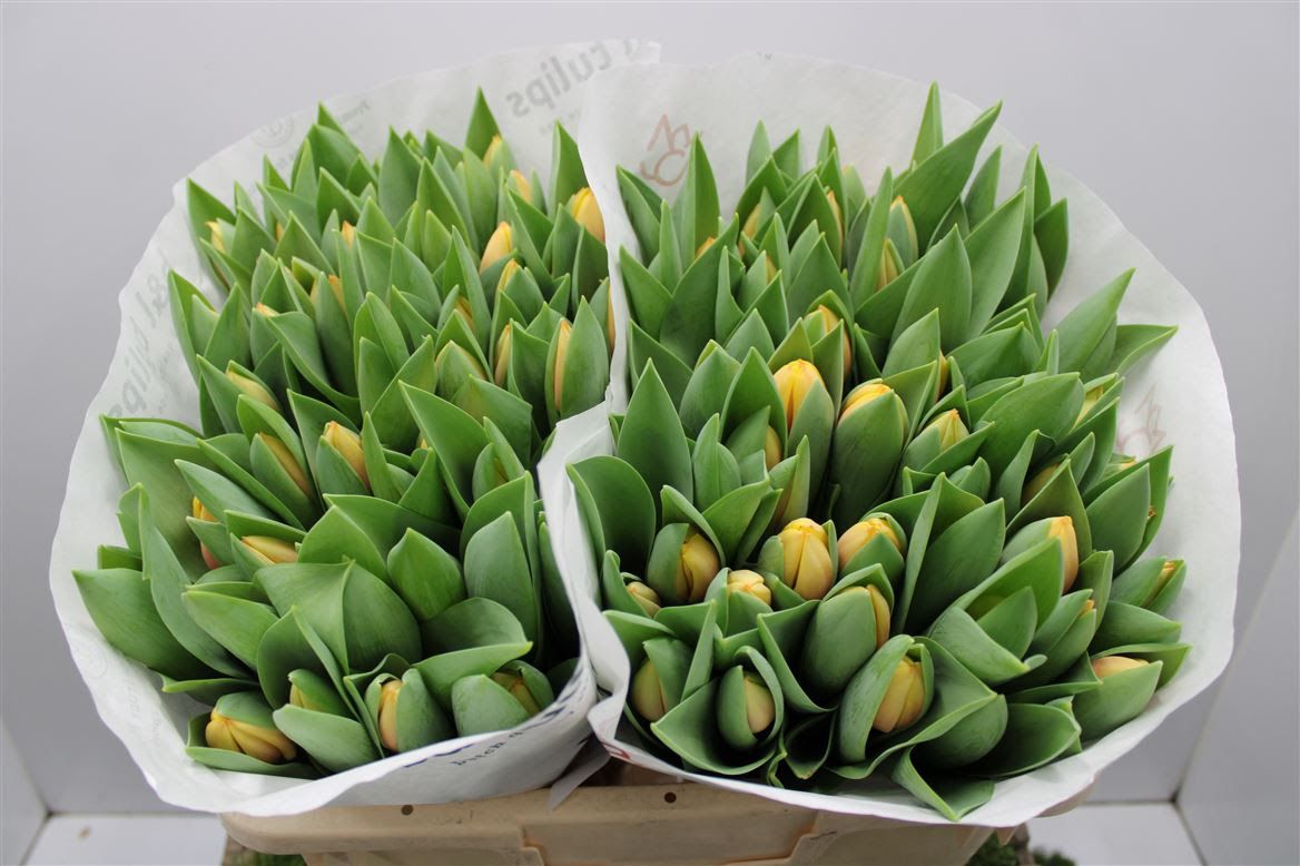 Tulip -Marit (Yellow/Peach) 42cm