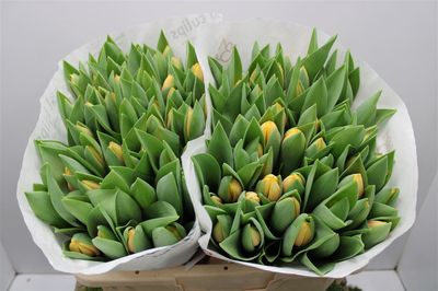 Tulip -Marit (Yellow/Peach) 40cm