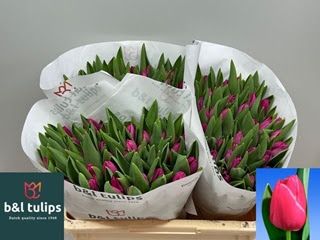 Tulips Pink Ardour 38cm