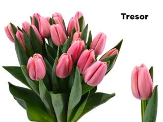 Tulips -Tresor (Pink)