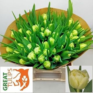 Double Tulips -Avant Garde (Cream)