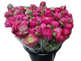 Ranunculus Hot Pink 40cm