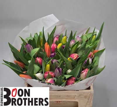 Tulips -Mixed Bunch