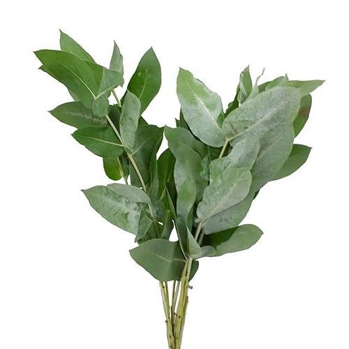 Eucalyptus Robusta 55cm 200g