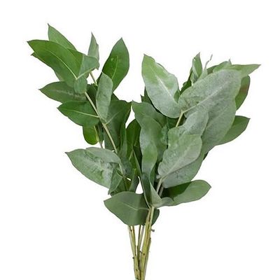 Eucalyptus Robusta 55cm 200g