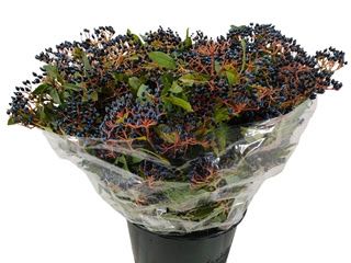 Viburnum Black Berry 60cm 400g