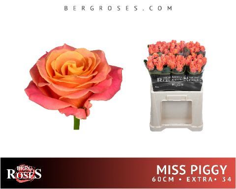 Dutch Roses- Miss Piggy 60cm