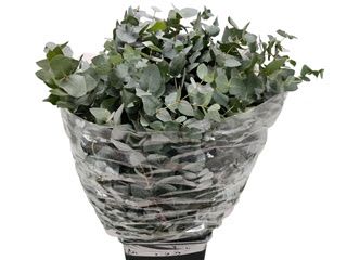 Eucalyptus Cinerea 70cm 350g