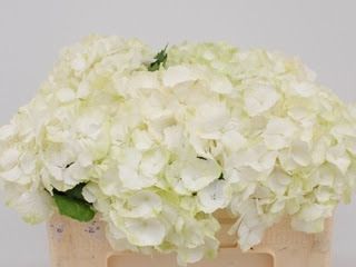 Hydrangea White Verena 50cm (PER STEM)
