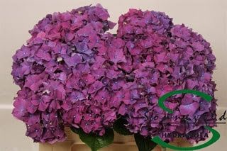 Hydrangea Rodeo 50cm (PER STEM)