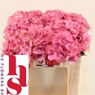 Hydrangea Royal Palace 50cm (PER STEM)