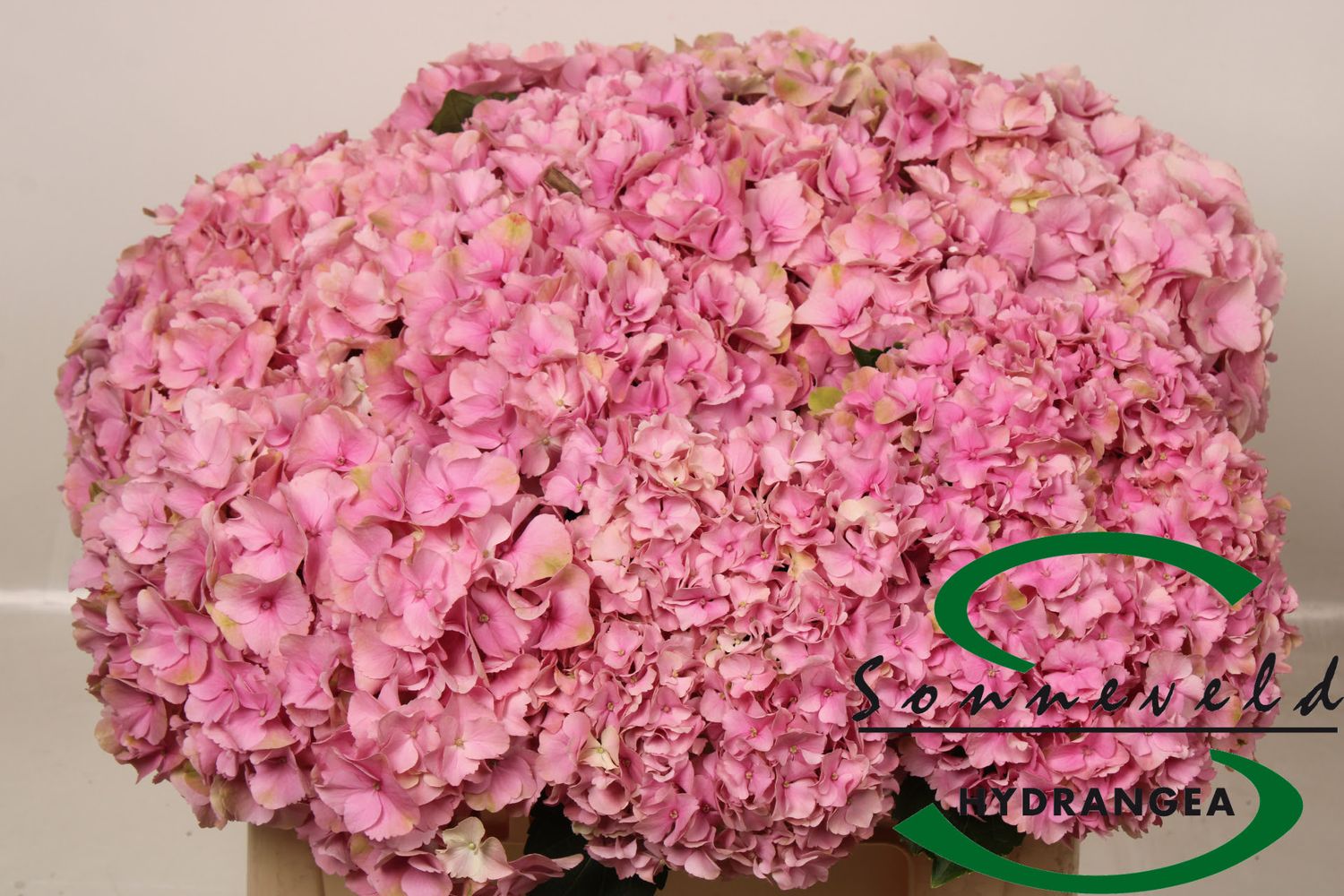 Hydrangea Royal Parade 50cm (PER STEM)