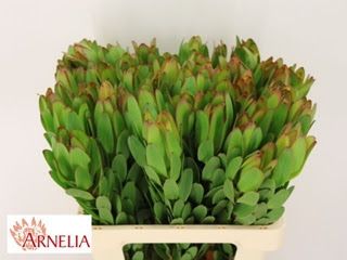 Leucadendron Gold Strike