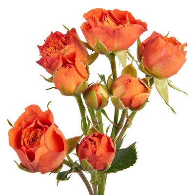 Spray Rose - Orange 50cm