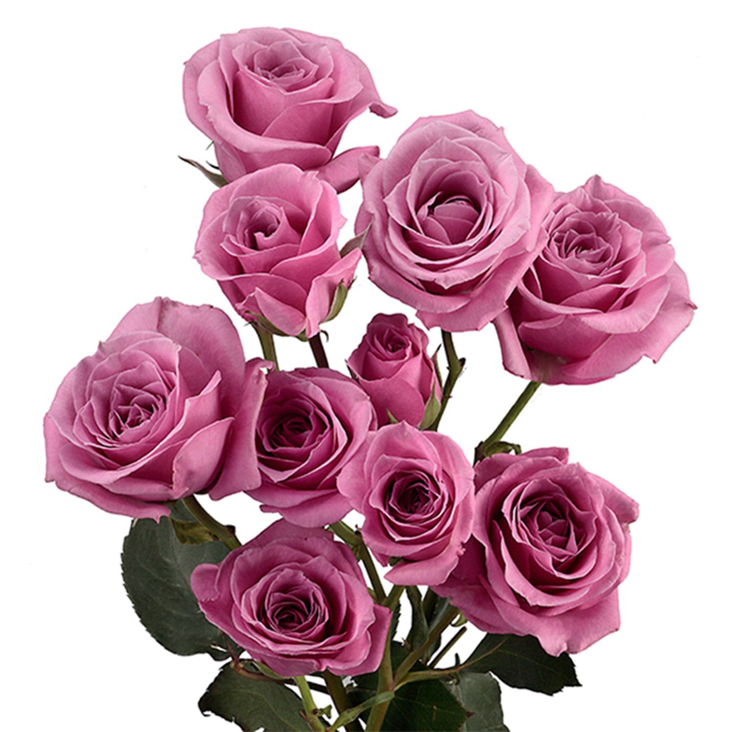 Spray Rose- Lavender 50cm