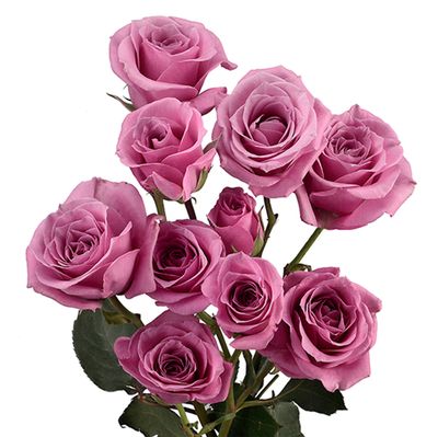 Spray Rose- Lavender 50cm