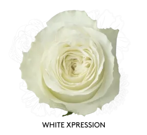 Rose - White Xpression 50cm